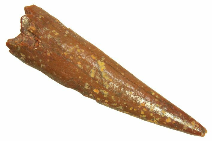 Fossil Pterosaur (Siroccopteryx) Tooth - Morocco #297041